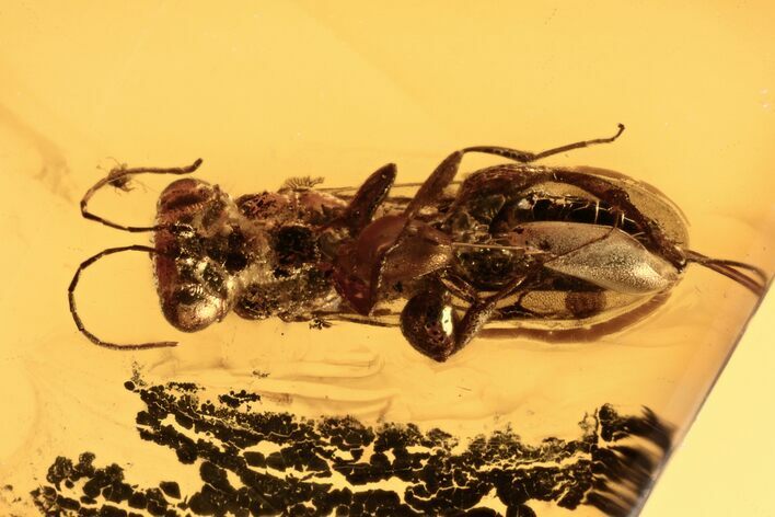 Fossil Wasp (Megalyridae) In Baltic Amber #270594